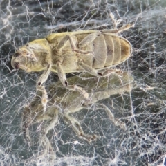 Lixus cardui at Pialligo, ACT - 23 Oct 2021