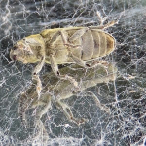 Lixus cardui at Pialligo, ACT - 23 Oct 2021