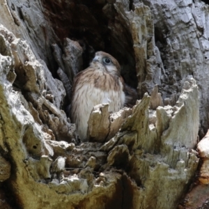 Falco cenchroides at Pialligo, ACT - 23 Oct 2021 12:39 PM