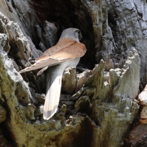 Falco cenchroides at Pialligo, ACT - 23 Oct 2021 12:39 PM