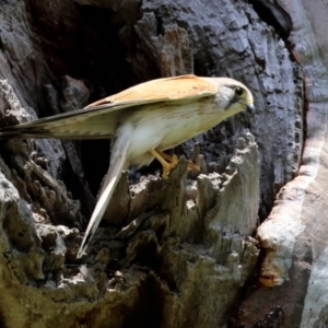 Falco cenchroides at Pialligo, ACT - 23 Oct 2021 12:39 PM