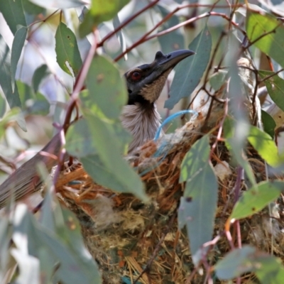 Philemon corniculatus (Noisy Friarbird) at Campbell Park Woodland - 23 Oct 2021 by RodDeb