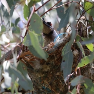 Philemon corniculatus at Pialligo, ACT - 23 Oct 2021