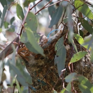 Philemon corniculatus at Pialligo, ACT - 23 Oct 2021