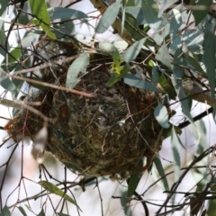 Philemon corniculatus at Pialligo, ACT - 23 Oct 2021