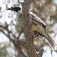 Philemon corniculatus at Pialligo, ACT - 23 Oct 2021