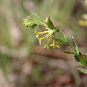 Pimelea curviflora at Mongarlowe, NSW - suppressed