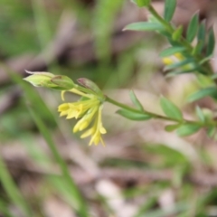 Pimelea curviflora at Mongarlowe, NSW - suppressed