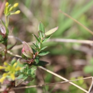 Pimelea curviflora at Mongarlowe, NSW - 26 Oct 2021