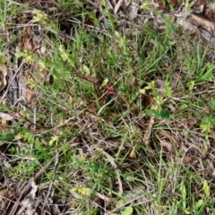 Pimelea curviflora at Mongarlowe, NSW - suppressed