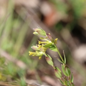 Pimelea curviflora at Mongarlowe, NSW - 26 Oct 2021