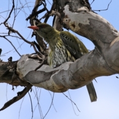 Oriolus sagittatus (Olive-backed Oriole) at Mount Ainslie - 23 Oct 2021 by RodDeb