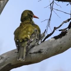 Oriolus sagittatus at Pialligo, ACT - 23 Oct 2021