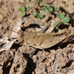 Rhitzala modesta (Short winged heath grasshopper) at Mongarlowe River - 26 Oct 2021 by LisaH