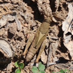 Rhitzala modesta at Mongarlowe, NSW - suppressed