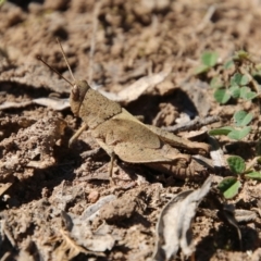 Rhitzala modesta at Mongarlowe, NSW - suppressed