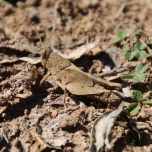 Rhitzala modesta at Mongarlowe, NSW - suppressed