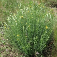 Chrysocephalum semipapposum at Pialligo, ACT - 23 Oct 2021