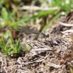 Xanthagrion erythroneurum (Red & Blue Damsel) at Mongarlowe, NSW - 26 Oct 2021 by LisaH