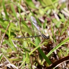 Xanthagrion erythroneurum at Mongarlowe, NSW - 26 Oct 2021