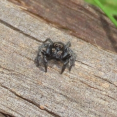 Jotus sp. (genus) at Campbell Park Woodland - 23 Oct 2021 by RodDeb