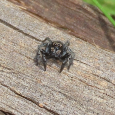 Unidentified Jumping or peacock spider (Salticidae) at Pialligo, ACT - 23 Oct 2021 by RodDeb