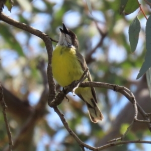 Gerygone olivacea at Pialligo, ACT - 23 Oct 2021 12:20 PM