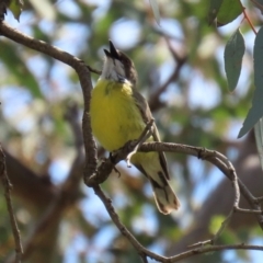 Gerygone olivacea (White-throated Gerygone) at Pialligo, ACT - 23 Oct 2021 by RodDeb
