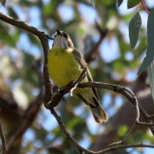 Gerygone olivacea at Pialligo, ACT - 23 Oct 2021 12:20 PM