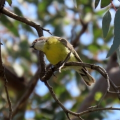 Gerygone olivacea at Pialligo, ACT - 23 Oct 2021 12:20 PM