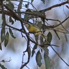 Gerygone olivacea at Pialligo, ACT - 23 Oct 2021