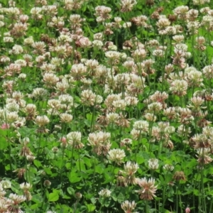 Trifolium repens at Greenway, ACT - 24 Oct 2021