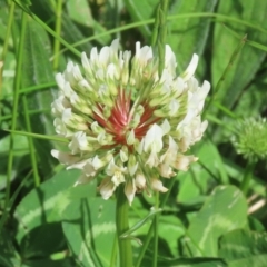 Trifolium repens at Greenway, ACT - 24 Oct 2021