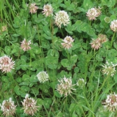 Trifolium repens at Greenway, ACT - 24 Oct 2021