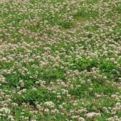 Trifolium repens at Greenway, ACT - 24 Oct 2021