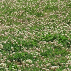 Trifolium repens at Greenway, ACT - 24 Oct 2021