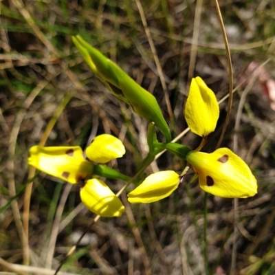 Diuris sulphurea (Tiger Orchid) at Mount Painter - 25 Oct 2021 by drakes