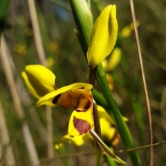 Diuris sulphurea at Cook, ACT - 26 Oct 2021