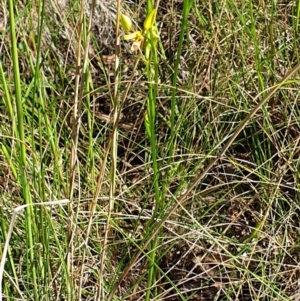 Diuris sulphurea at Cook, ACT - 26 Oct 2021