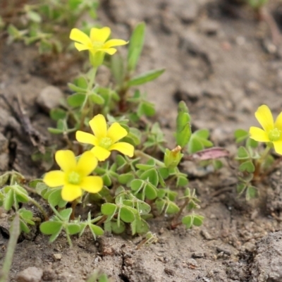 Oxalis (genus) (Wood Sorrel) at Greenway, ACT - 24 Oct 2021 by RodDeb