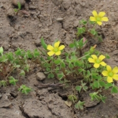 Oxalis sp. at Greenway, ACT - 24 Oct 2021