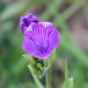 Echium plantagineum at Greenway, ACT - 24 Oct 2021 01:30 PM