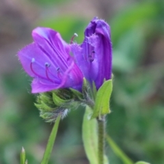 Echium plantagineum at Greenway, ACT - 24 Oct 2021