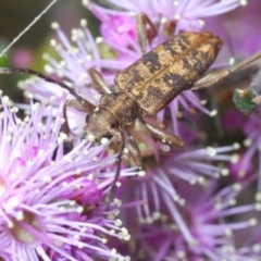 Pempsamacra dispersa (Longhorn beetle) at Paddys River, ACT - 22 Oct 2021 by Harrisi
