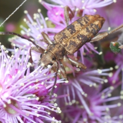 Pempsamacra dispersa (Longhorn beetle) at Paddys River, ACT - 22 Oct 2021 by Harrisi