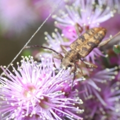 Pempsamacra dispersa at Paddys River, ACT - 22 Oct 2021 03:02 PM