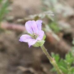 Erodium botrys (Long Storksbill) at Greenway, ACT - 24 Oct 2021 by RodDeb