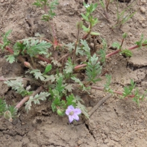 Erodium botrys at Greenway, ACT - 24 Oct 2021