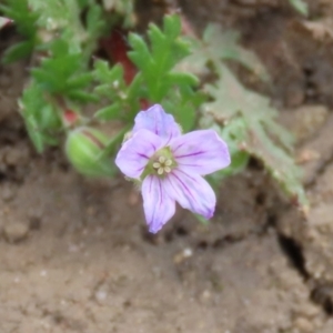 Erodium botrys at Greenway, ACT - 24 Oct 2021