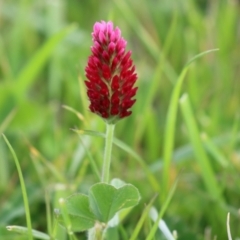 Trifolium incarnatum (Crimson Clover) at Greenway, ACT - 24 Oct 2021 by RodDeb